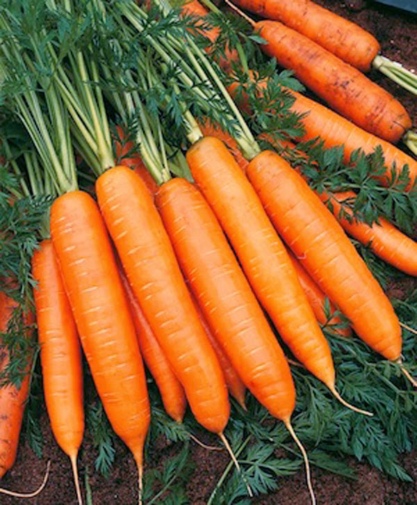 моркови