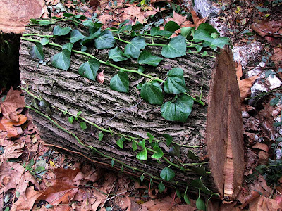 Fresh cut logs, Livorno