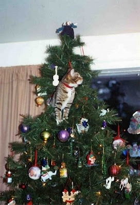 Cats on Christmas Tree Seen On lolpicturegallery.blogspot.com