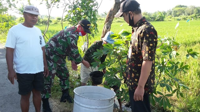 CEGAH HAMA WERENG, BABINSA & PPL BANTU PETANI DARI RESIKO GAGAL PANEN