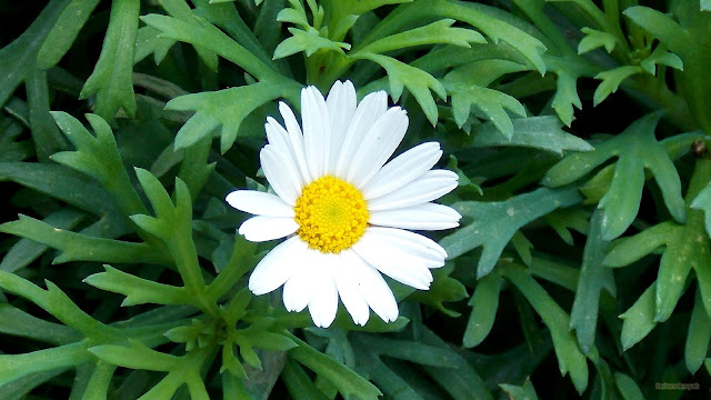 Bloem van de struikmargriet