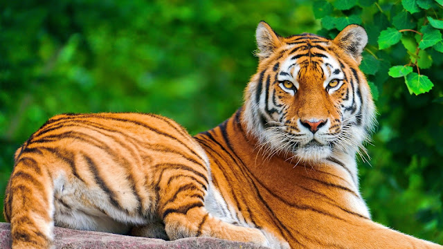 tiger animal photo hd, tiger animal image, tiger animal picture, tiger animal background, tiger animal desktop pc wallpaper, tiger animal high quality wallpaper