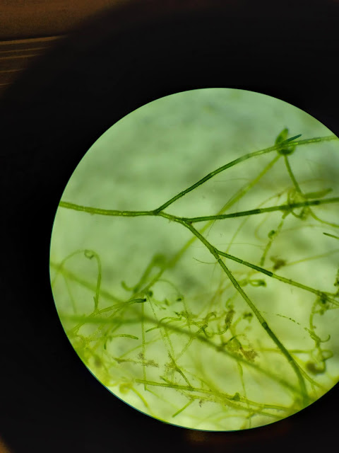 Mikroskoopin läpi otettu kuva haarautuvasta viherlevästä
