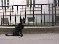 Mety next to a really tall fence