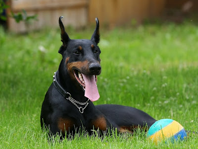 Doberman Pinscher Dog Picture