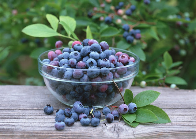 Blueberries Protect Against Obesity