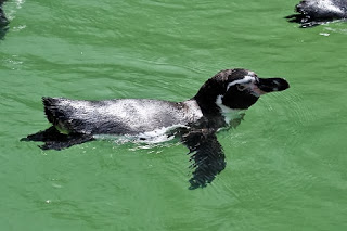 Humboldt's Penguin