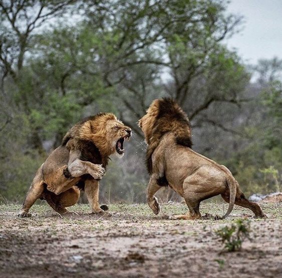 Majestic Lion Photography