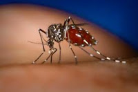 Traditional herb medicine Dengue Fever