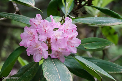 Pacific Rhododendron (R. macrophyllum)