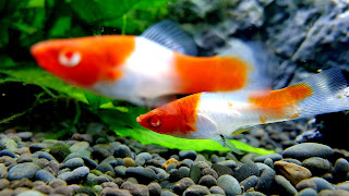 Beautiful Koi Swordtail Fish HD Background