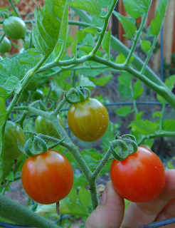 Hand Picking Ripe Cherry tomato