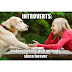 Introverts: Making friends with Animals
