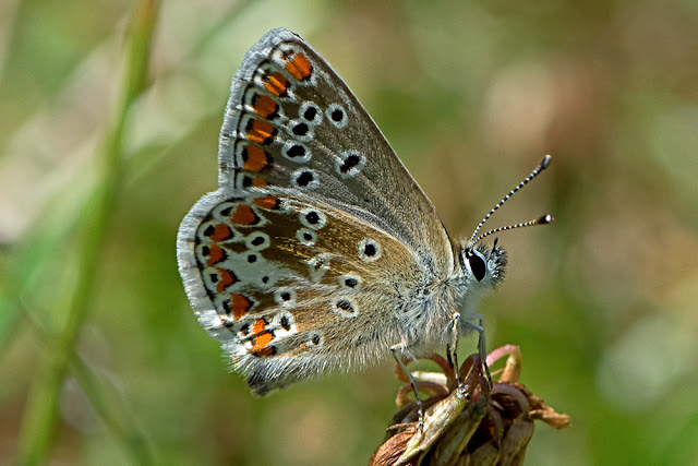 Aricia agestis the Brown Argus butterfly