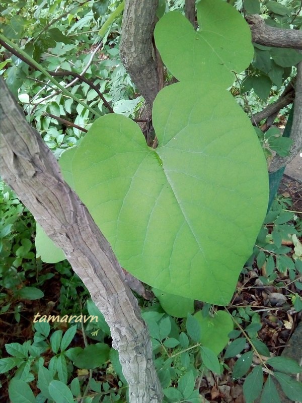 Кирказон маньчжурский / Аристолохия маньчжурская (Aristolochia manshuriensis)