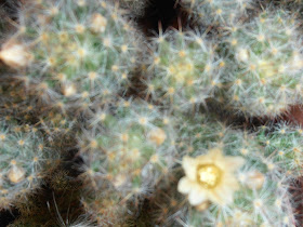 mammillaria-flor