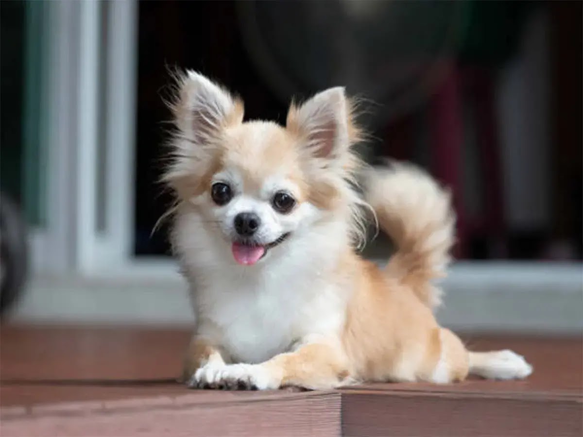 Funny and Cute Facts about Chihuahuas