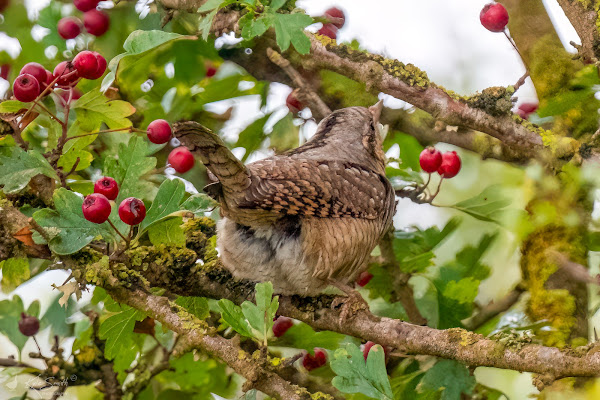 Wryneck