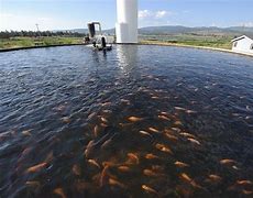 "Sustainable Aquaculture: Nurturing Our Oceans and Feeding the Future"