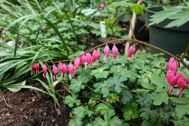 Pink flowers of Bleeding Heart plant above geranium leaves in the garden