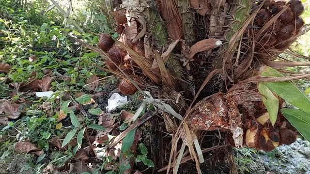 salak yang matang di pohon