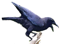 Gagak, Burung yang Cerdas  arsip kula