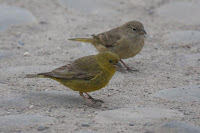 Birds Yellow Finch