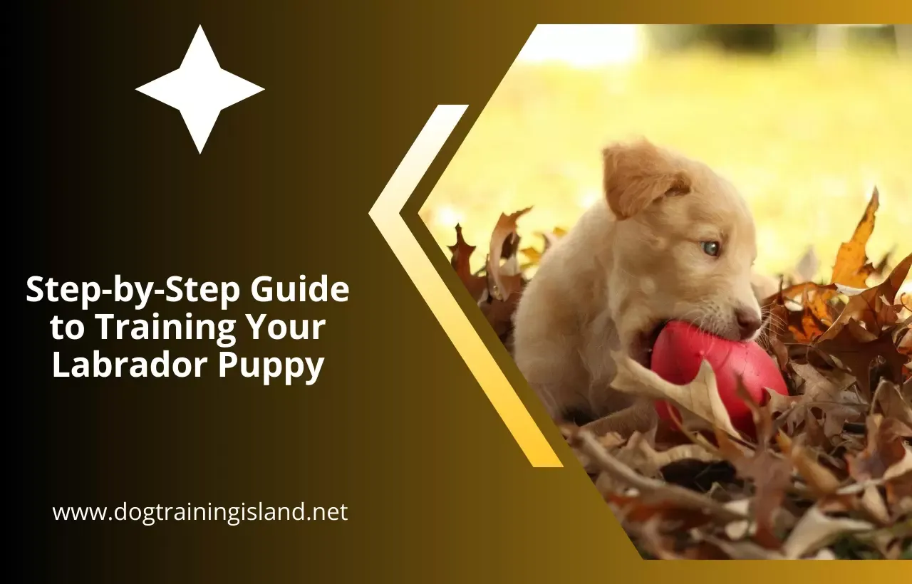 Labrador Puppy Training