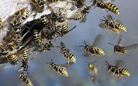 https://jannyadom.wordpress.com/2015/07/31/call-a-wasps-nests-newport-pagnell-specialist-to-get-rid-of-pests/