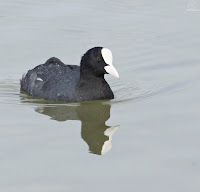 Focha común (Fulica atra)