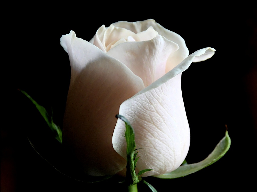 Close white rose flower wallpaper