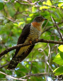 cuco solitario Cuculus solitarius