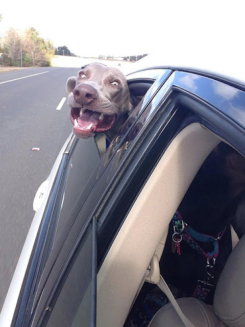 Cachorros que amam passear de carro mais do que tudo 