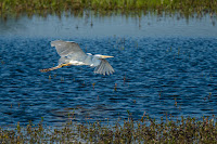 Wildlifefotografie Silberreiher Lippeaue Olaf Kerber