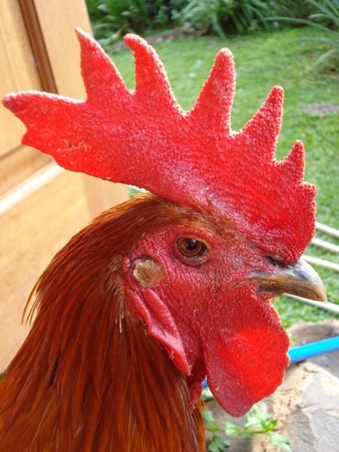 Hobbies Binatang Peliharaan Dan Koleksi Gambar ayam pelung Hobbies Binatang Peliharaan Dan Koleksi Gambar ayam pelung