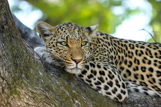 Did You Know These 10 Amazing Facts About Leopards?