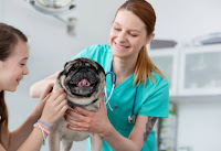 Pug Dog Encephalitis (PDE), can it be cured?