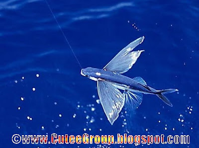 Flying Fish ( Amazing Fish )