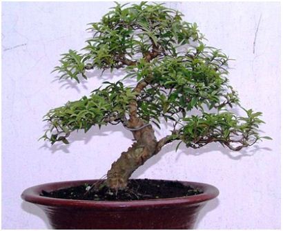 Jenis Tanaman Buah Buahan yang Dapat Dijadikan Bonsai 