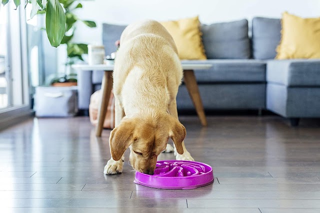 Comedero divertido en bol para perros 