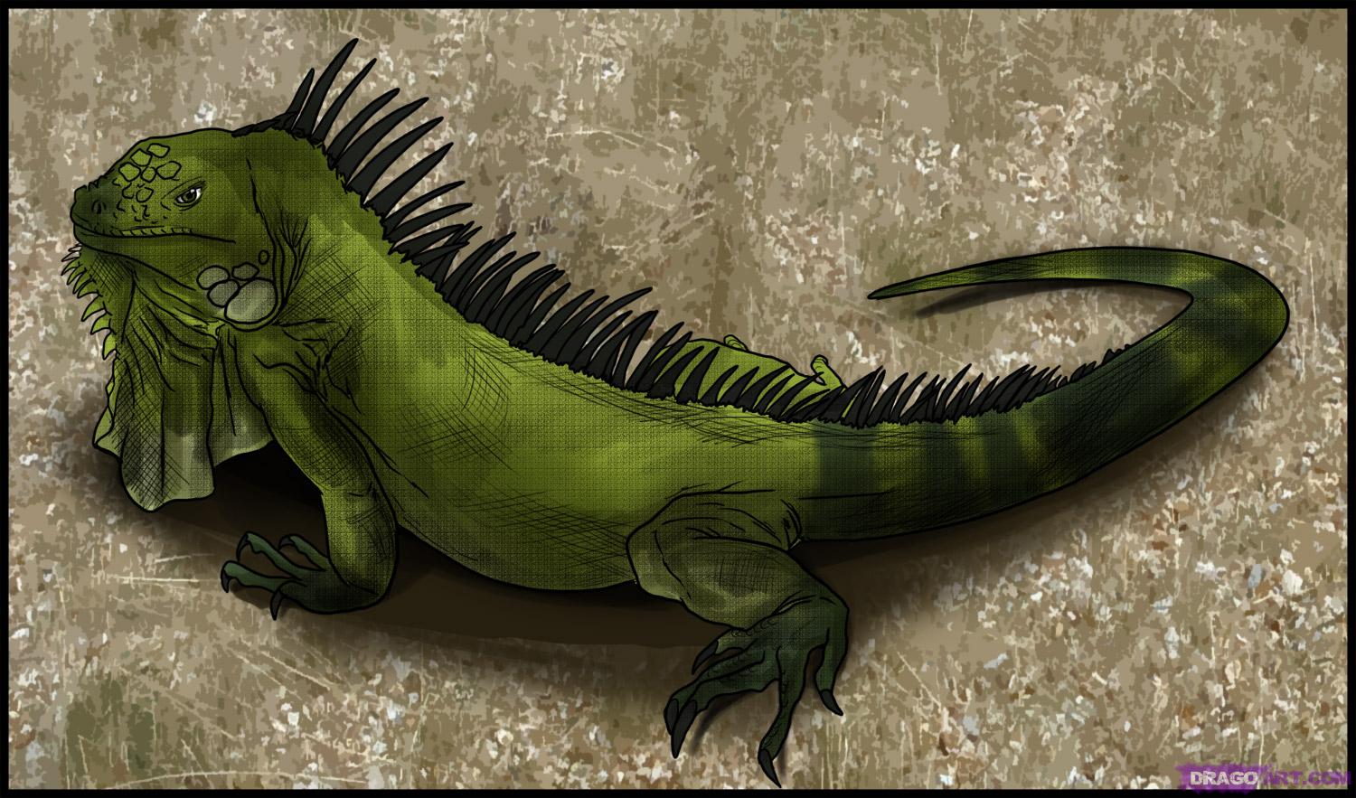 iguana hijau