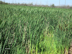 cattail marsh