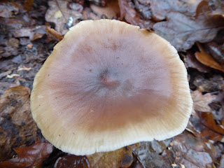 Buttercap (Rhodocollybia butyracea)