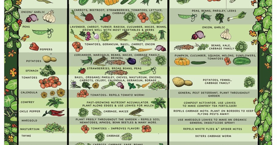 Michigan Backyard Gardener: Companion Planting Guidelines ...