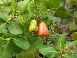 Anacardium occidentale - Anacardier - Pommier-cajou - Noix de cajou