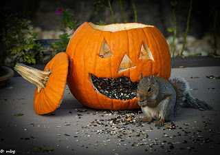 Squirrel eating from pumpkin filled with birdseed photo by mbgphoto