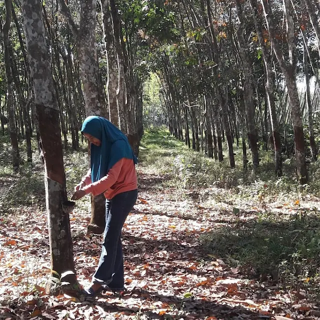 Rekomendasi Tempat Wisata kecamatan Lubai Kabupaten Muara Enim Sumatera Selatan