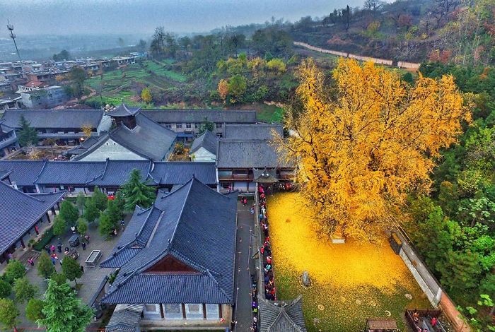 36 Unbelievable Pictures That Are Not Photoshopped - 1,400 Year Old Ginkgo Tree Drops A Carpet Of Golden Leaves Within The Walls Of The Gu Guanyin Buddhist Temple In The Zhongnan Mountains In China