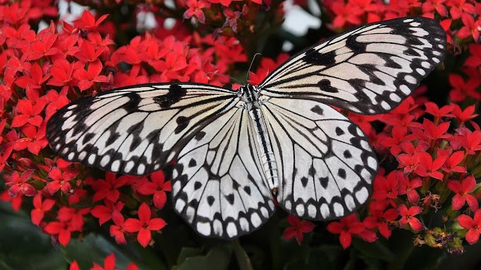 As borboletas mais lindas do mundo