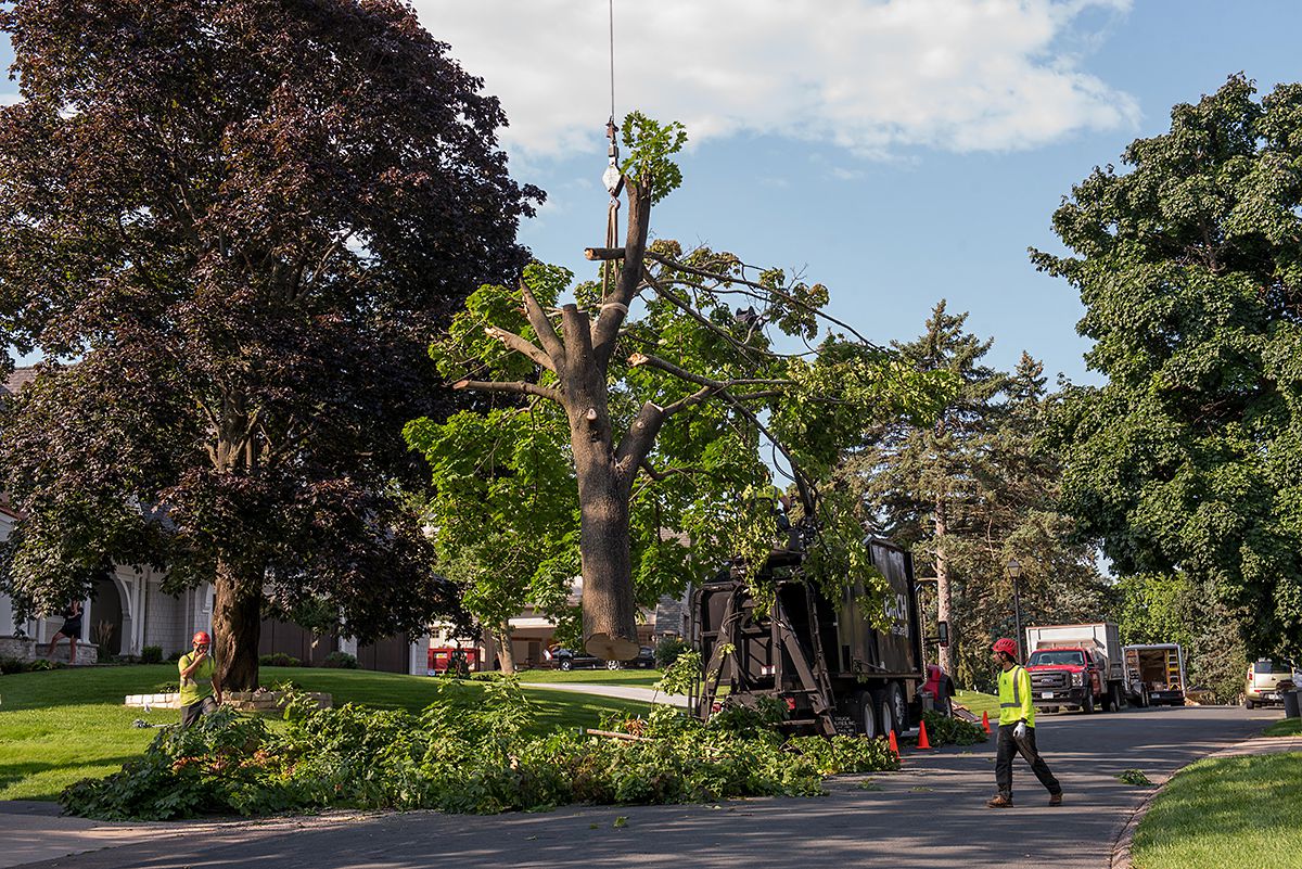 Tree Felling Contractors For Hire in Austin